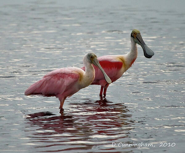 Spoonbills Art Print featuring the photograph A Pair of Spoonbills by Dorothy Cunningham