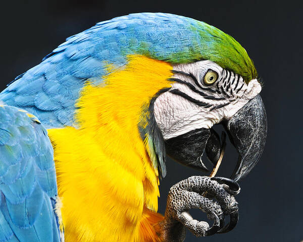 Birds Art Print featuring the photograph A Parrot and His Toothpick by Betty Eich