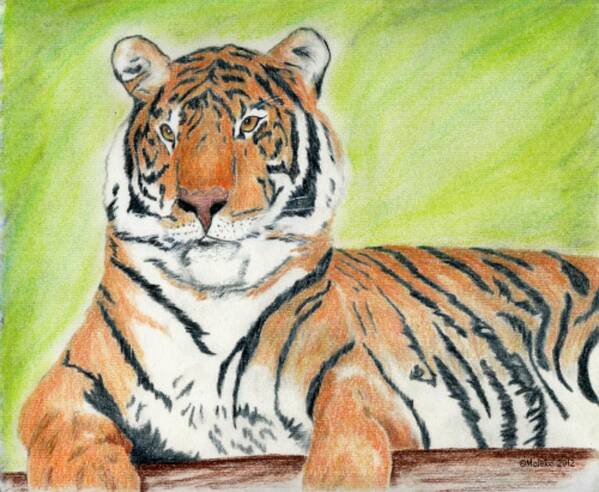 Tiger Art Print featuring the drawing A Tiger's Rest by Mark Schutter