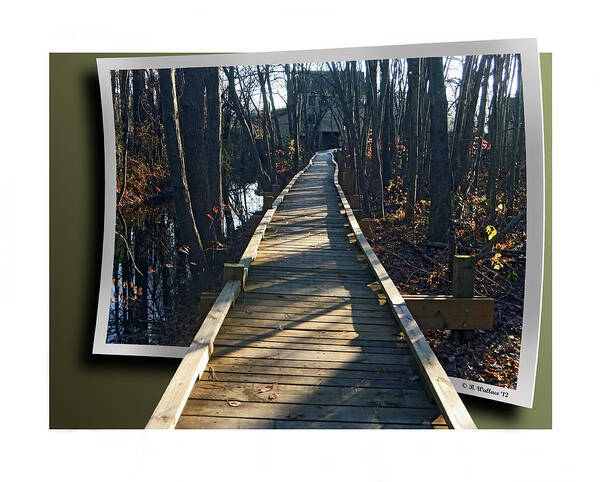 2d Art Print featuring the photograph Abbotts Nature Trail by Brian Wallace