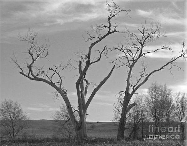 Tree Art Print featuring the photograph An Old Trees by Yumi Johnson