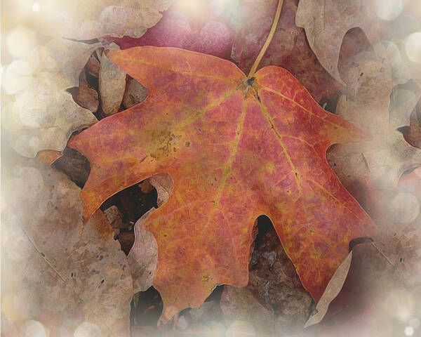 Leaf Art Print featuring the photograph Autumn Dance by Terry Eve Tanner