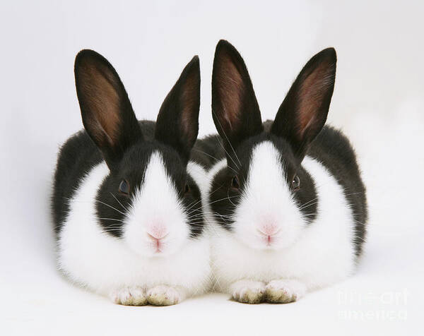 Black-and-white Dutch Rabbit Art Print featuring the photograph Baby Black-and-white Dutch Rabbits by Jane Burton