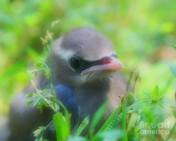 Waxwing Art Print featuring the photograph Baby Waxwing Bird Innocence by Smilin Eyes Treasures