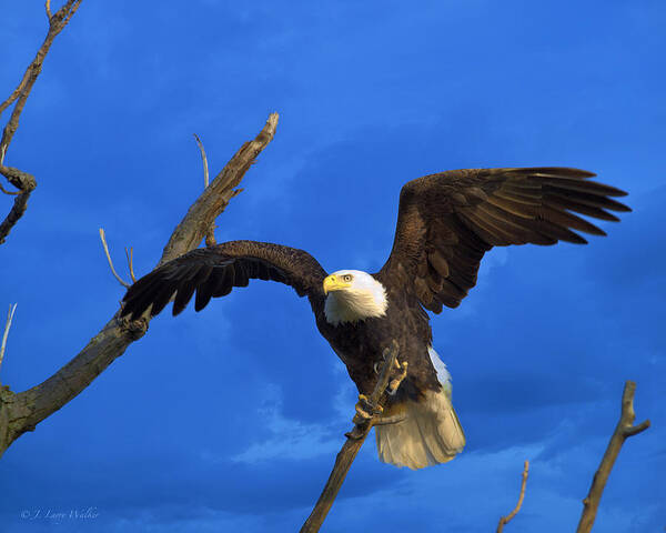 J Larry Walker Art Print featuring the digital art Bald Eagle Landing by J Larry Walker