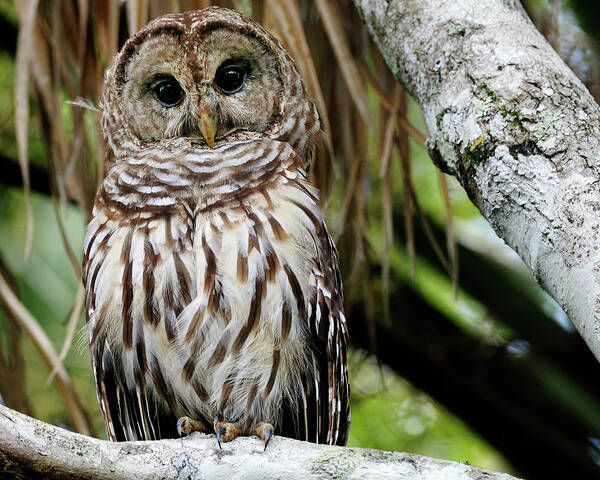 Captured Photo Along The St Johns River Art Print featuring the photograph Barred Owl by Bill Dodsworth