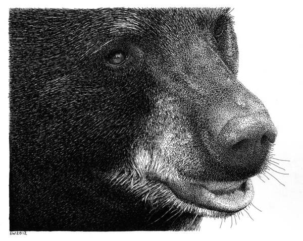 Black Bear Art Print featuring the drawing Black Bear by Scott Woyak