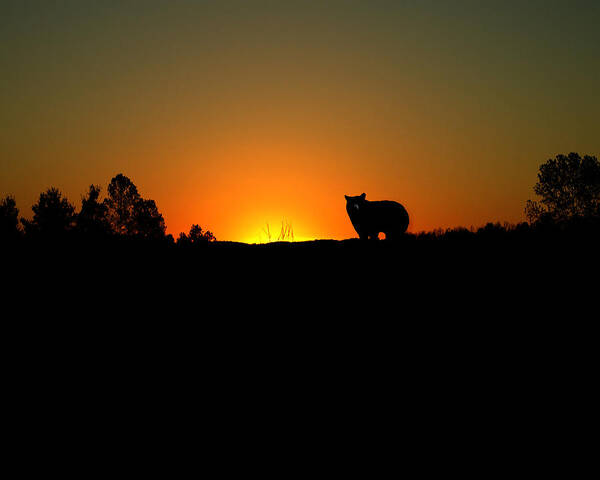 Bear Art Print featuring the digital art Black Bear Sunset by TnBackroadsPhotos 