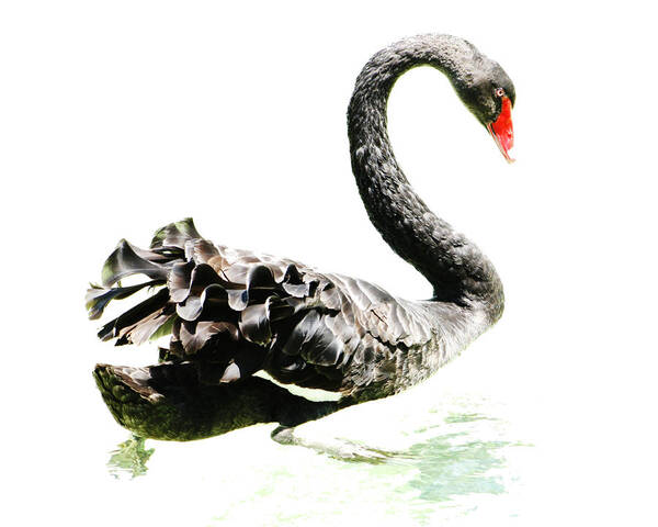Black Swan Art Print featuring the photograph Black Swan by Scott Wood