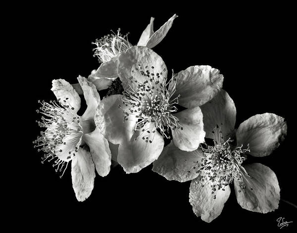 Flower Art Print featuring the photograph Blackberry Flowers in Black and White by Endre Balogh