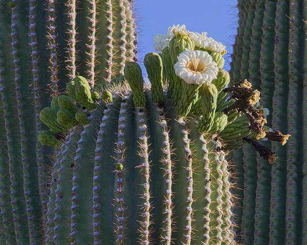 Arizona Art Print featuring the photograph Blooming Saguaro  Sonora Desert by Nathan Mccreery