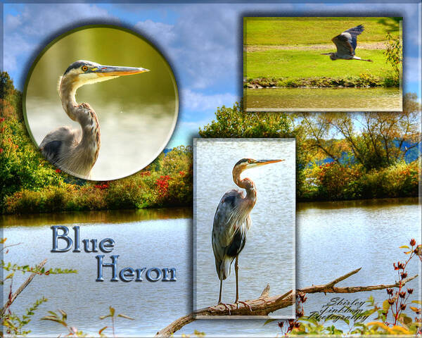 Lake Art Print featuring the photograph Blue Heron Pose by Shirley Tinkham