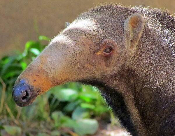 Anteater Art Print featuring the photograph Blue Nosed Anteater by Lori Lafargue
