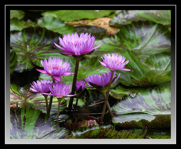 Water Art Print featuring the photograph Blue Tropical Water Lilies by Farol Tomson