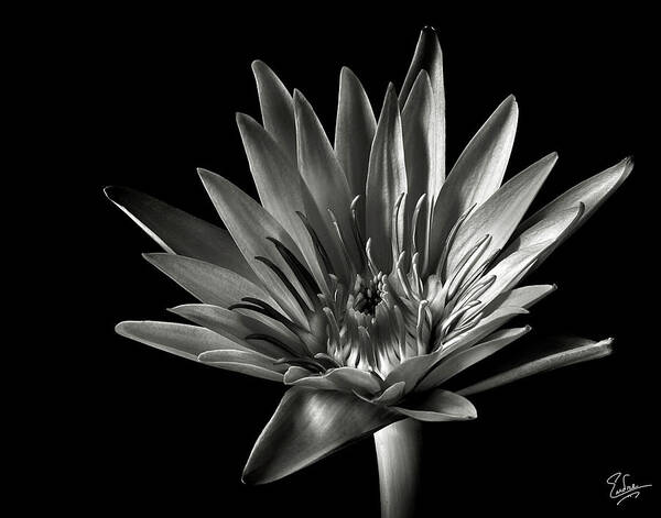 Flower Art Print featuring the photograph Blue Water Lily in Black and White by Endre Balogh