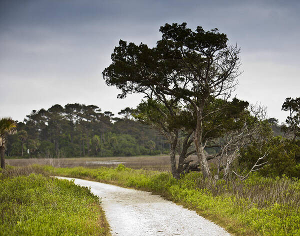 Charleston Art Print featuring the photograph Botany Bay Pathway Tree by Donni Mac