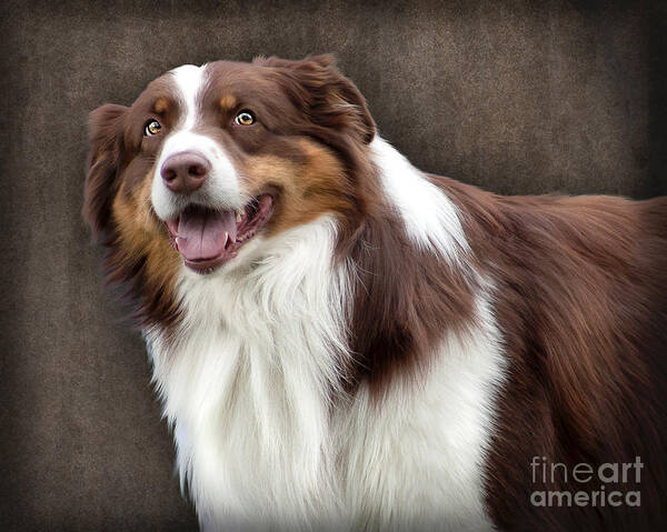Brown Art Print featuring the photograph Brown and White Border Collie Dog by Ethiriel Photography