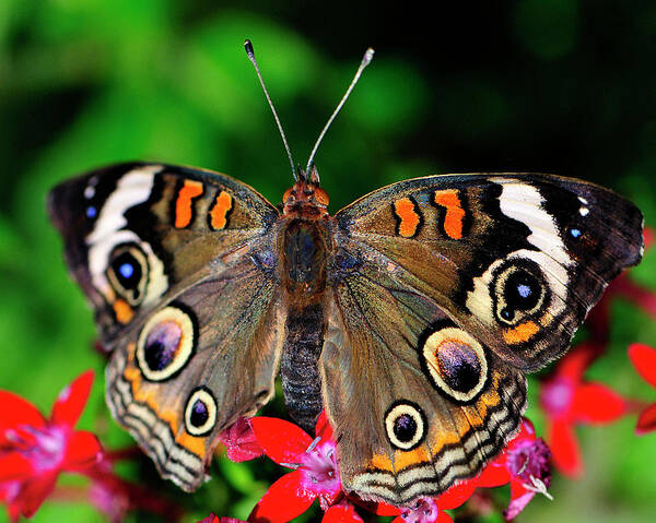 Buckeye Buttterfly Art Print featuring the photograph Buckeye Buttterfly by Bill Dodsworth