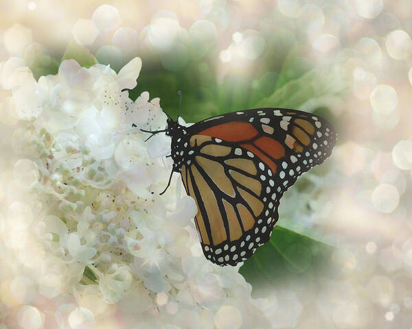 Butterfly Art Print featuring the photograph Butterfly Dreams Too by Terry Eve Tanner