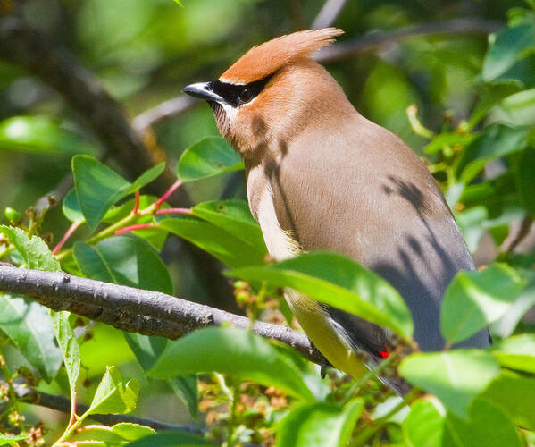 Bombycilla Cedrorum Art Print featuring the photograph Cedar Waxwing by Merle Ann Loman