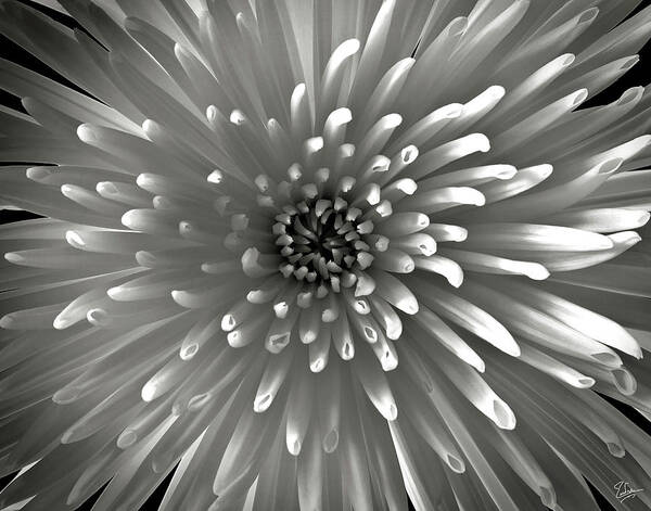 Flower Art Print featuring the photograph Chrysanthemum in Black and White by Endre Balogh