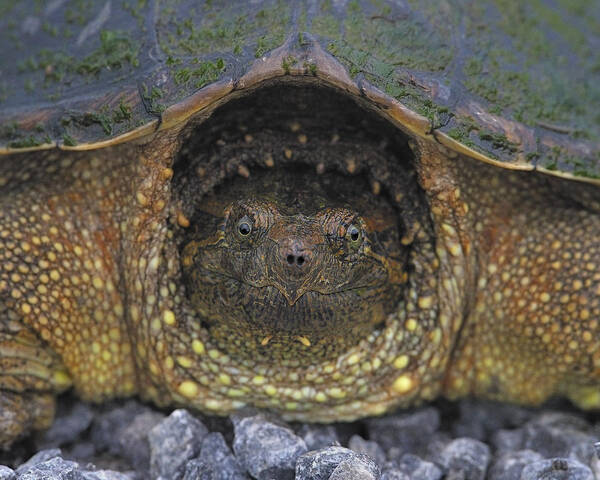 Common Snapping Turtle Art Print featuring the photograph Common Snapping Turtle by Tony Beck