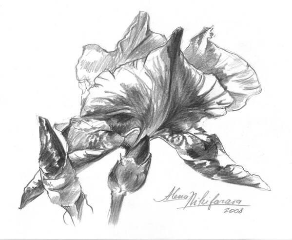 Iris Art Print featuring the drawing Conte Pencil Sketch Of Iris by Alena Nikifarava