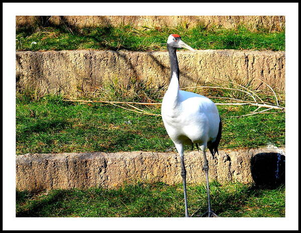 Animal Photographs Art Print featuring the photograph Crane-4 by Anand Swaroop Manchiraju