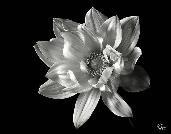 Flower Art Print featuring the photograph Dahlia in Black and White by Endre Balogh