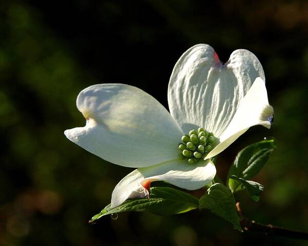 Single Dogwood Bloom Art Print featuring the photograph Dogwood Bloom at Sunrise by Michael Dougherty