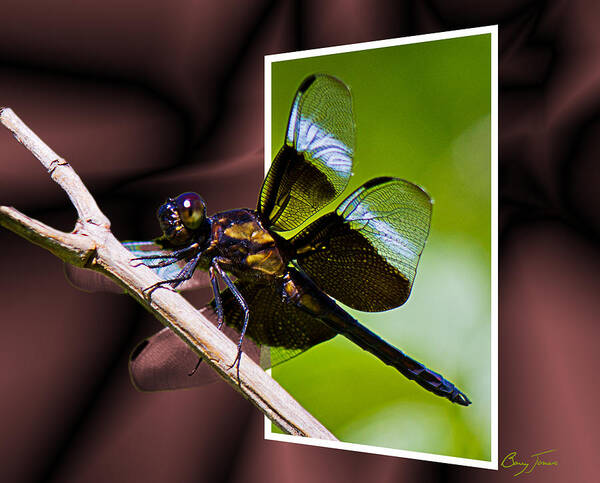 Dragonfly Art Print featuring the photograph Dragonfly Portal 002 by Barry Jones