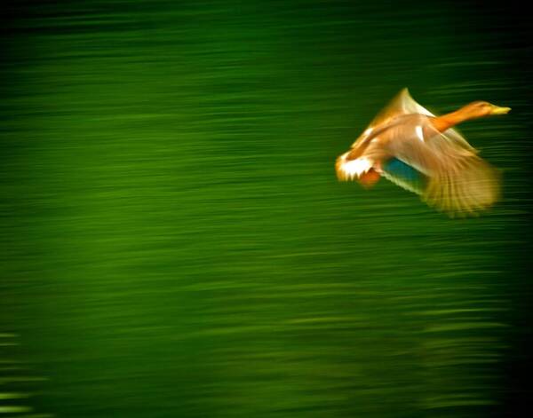 Duck Art Print featuring the photograph Duck in motion by Prince Andre Faubert