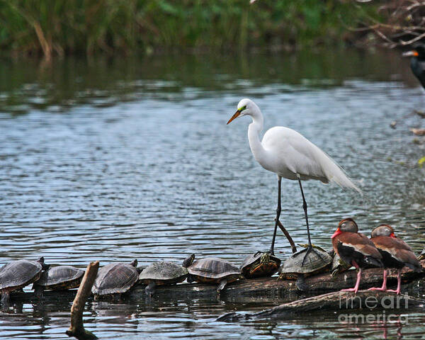 Great Egret Photograph Art Print featuring the photograph Egret Bird - Supporting Friends by Luana K Perez