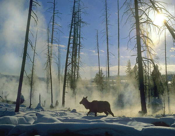 00176624 Art Print featuring the photograph Elk Female In The Snow With Steam by Tim Fitzharris