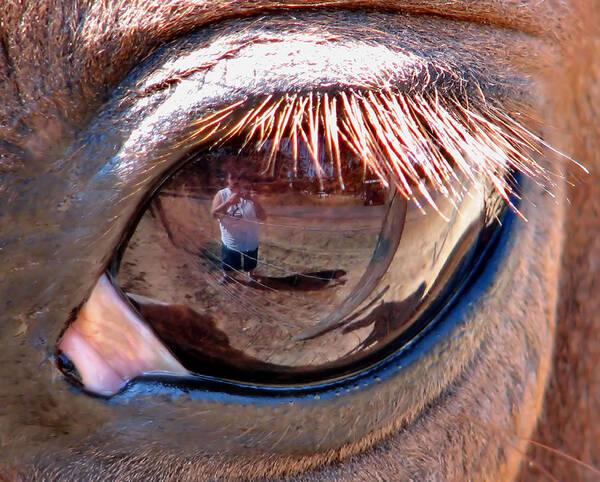 Horse Art Print featuring the photograph Eye Of The Beholder by Rory Siegel