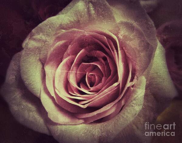 Angela Wright Art Print featuring the photograph Faded Rose by Angela Wright