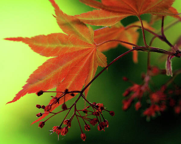 Nature Art Print featuring the photograph Fall Leaves by Michelle Joseph-Long