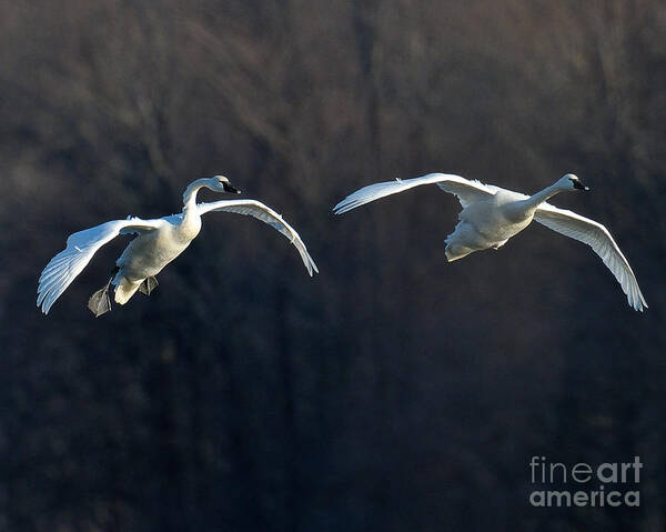 Swan Art Print featuring the photograph Final Approach by Craig Leaper
