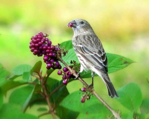 Nature Art Print featuring the photograph Finch Eating Beautyberry by Peggy Urban