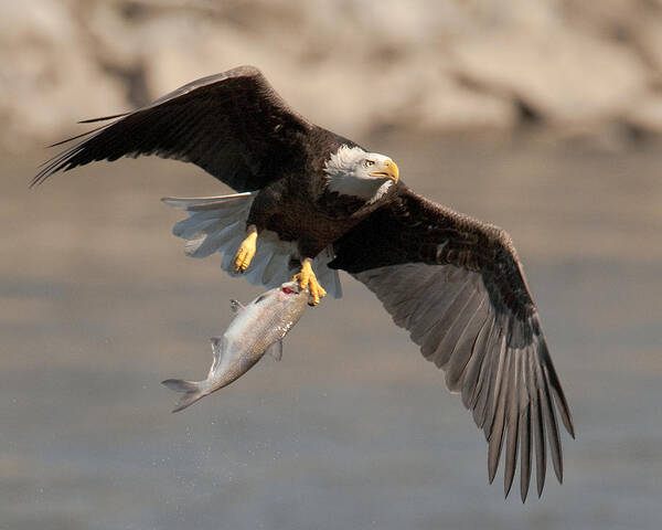 Bald Eagle Art Print featuring the photograph Fish To Go by Craig Leaper