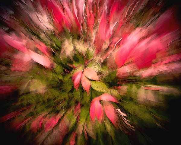 Leaves Fall Bush Bushes Fallen Textures Zoom Motion Abstract Floral Leaf Red Pink Green Mood Fun Folliage Burning Art Print featuring the photograph Floral Fun by David Coblitz