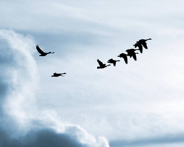 Goose Art Print featuring the photograph Fly Away Home by Alan Raasch