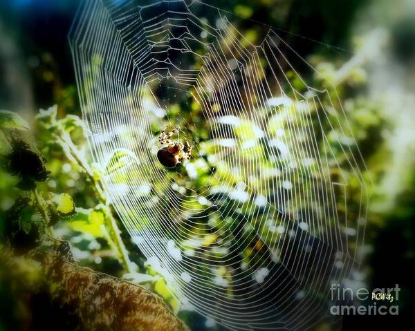 Spider Art Print featuring the photograph Fly's Nightmare by Patrick Witz