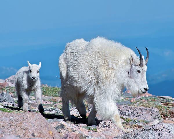 Mountain Goats Art Print featuring the photograph Following Momma by Stephen Johnson