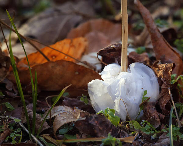 Frost Blossom Art Print featuring the photograph Frost Blossom Lost Valley by Michael Dougherty