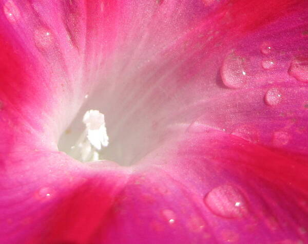 Morning Glory Art Print featuring the photograph Fuschia Dew by Life Makes Art