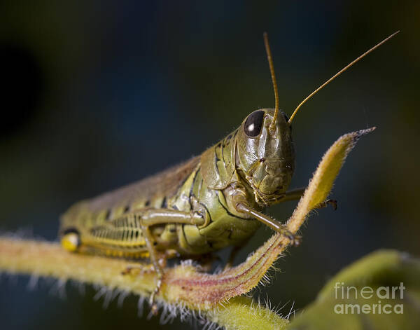 Grasshopper Art Print featuring the photograph Grasshopper by Art Whitton