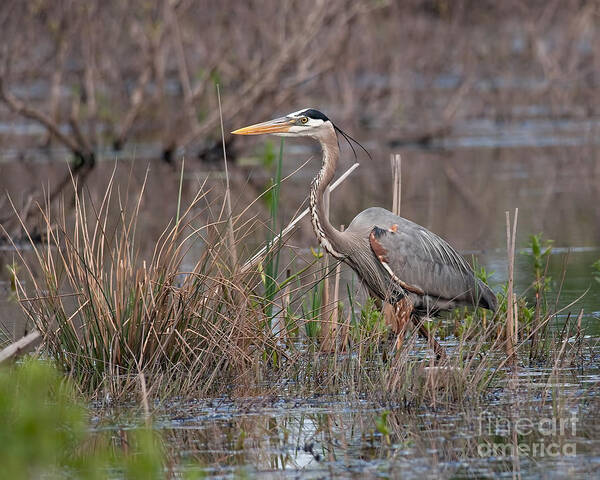 Bird Art Print featuring the photograph Great Blue Heron by Jean A Chang