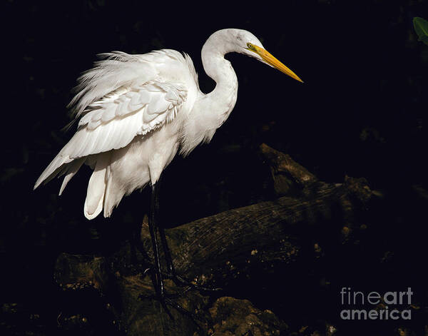 Great Egret Art Print featuring the photograph Great Egret Ruffles His Feathers by Art Whitton
