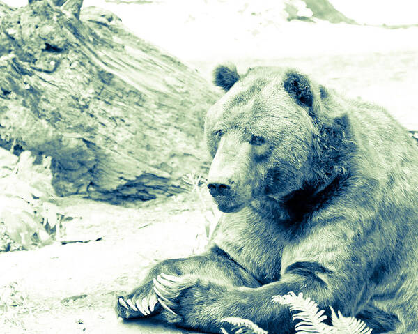 Grizzly Bear Art Print featuring the photograph Grizzly Bear by Steve McKinzie